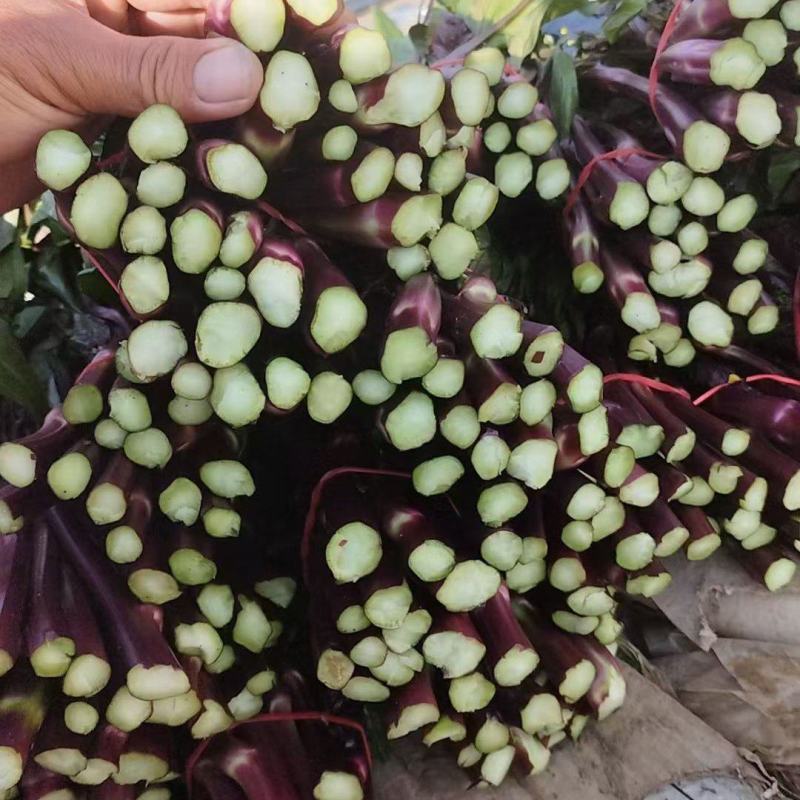甘孜州道孚八美镇红油菜苔已上市