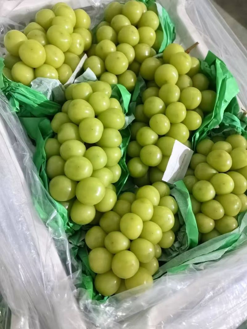 阳光玫瑰葡萄安徽大棚阳光玫瑰承接商超电商供货代发全国