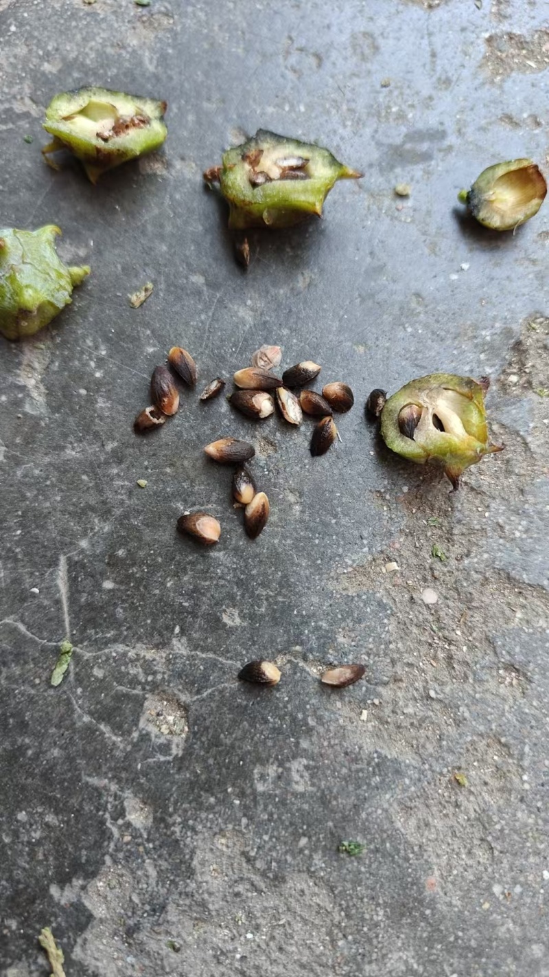 柏果