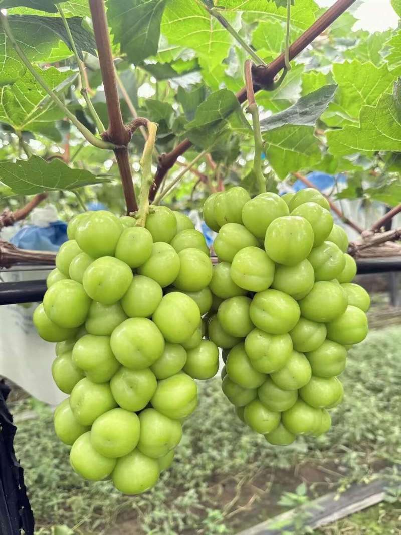 阳光玫瑰葡萄安徽阳光玫瑰香印晴王葡萄商超电商供货