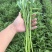 头刀空心菜，80亩地陆续上市