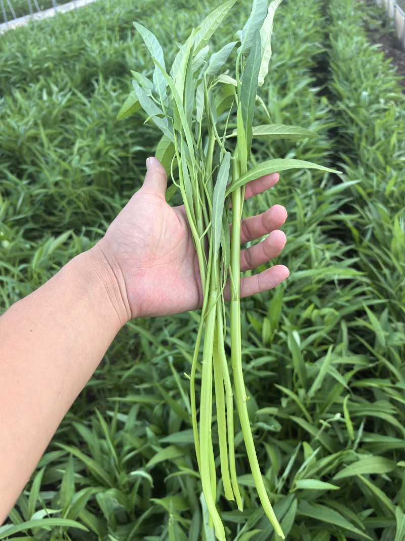 头刀空心菜，80亩地陆续上市