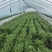 头刀空心菜，80亩地陆续上市
