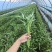 头刀空心菜，80亩地陆续上市