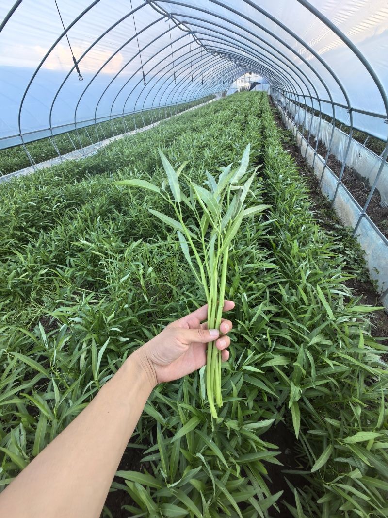 头刀空心菜，80亩地陆续上市