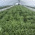 头刀空心菜，80亩地陆续上市