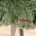 青条豆角现摘现发可以打冷产地直供一手货源，欢迎咨询