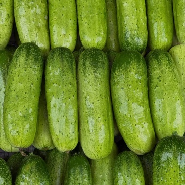 新鲜白玉黄瓜