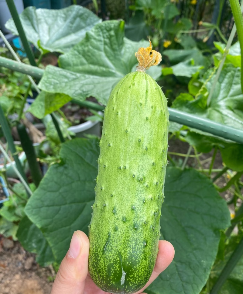 新鲜白玉黄瓜