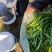 批发豆角