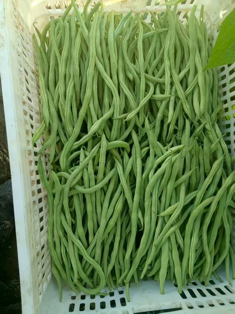 批发豆角