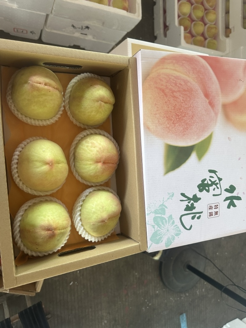 阳山水蜜桃上市品质优良价格实惠代购代办一件代发真诚服务