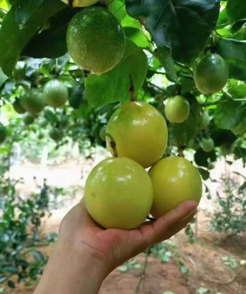 百香果钦蜜九号