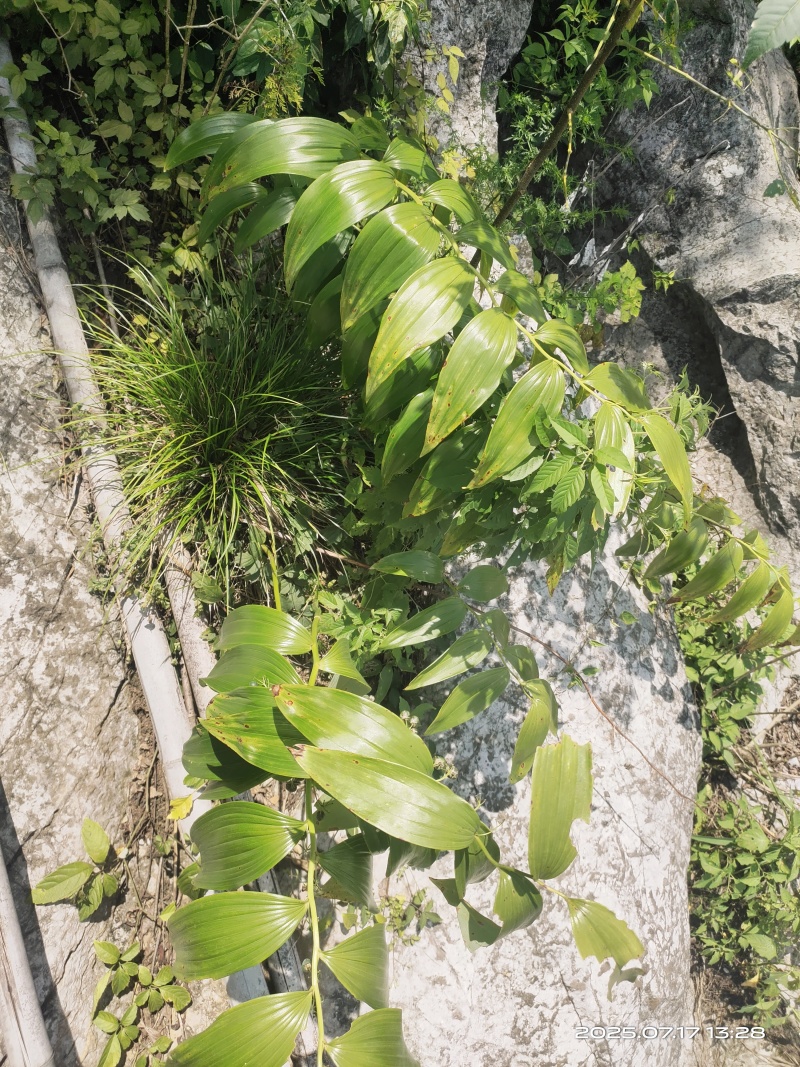 多花黄精倒苗野生黄精