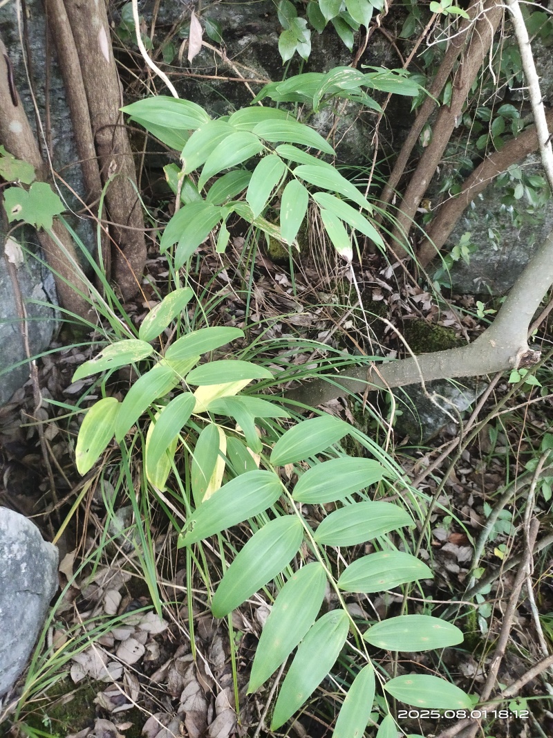 多花黄精倒苗野生黄精