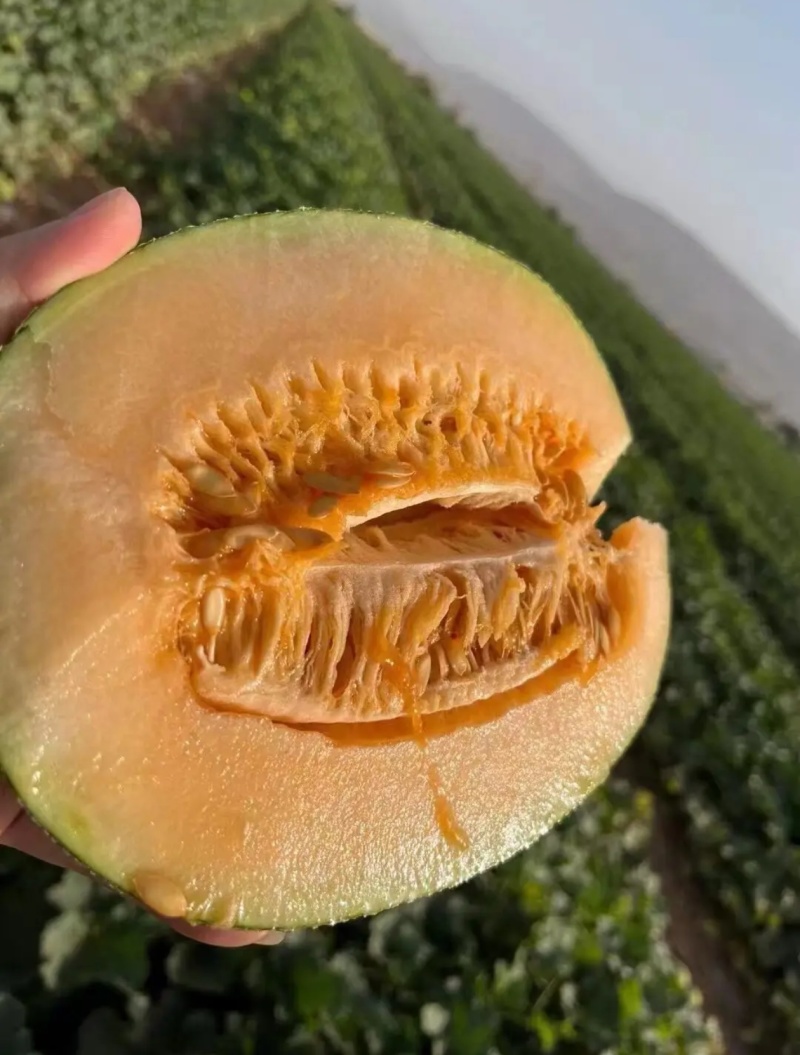 金色年华—大量有货—产地整车发货—支持视频看货—支持代发
