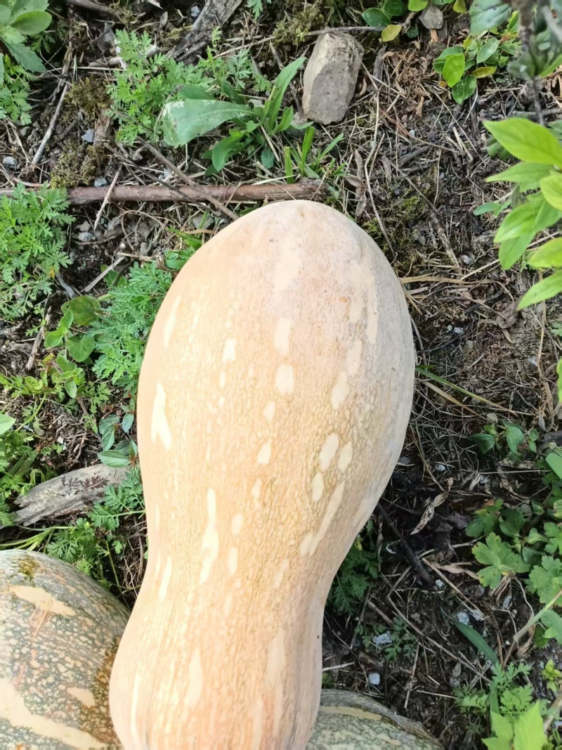 秘本南瓜