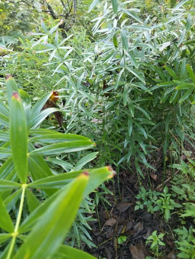 黄精鸡头黄精现挖现发产地直供一手货源欢迎咨询