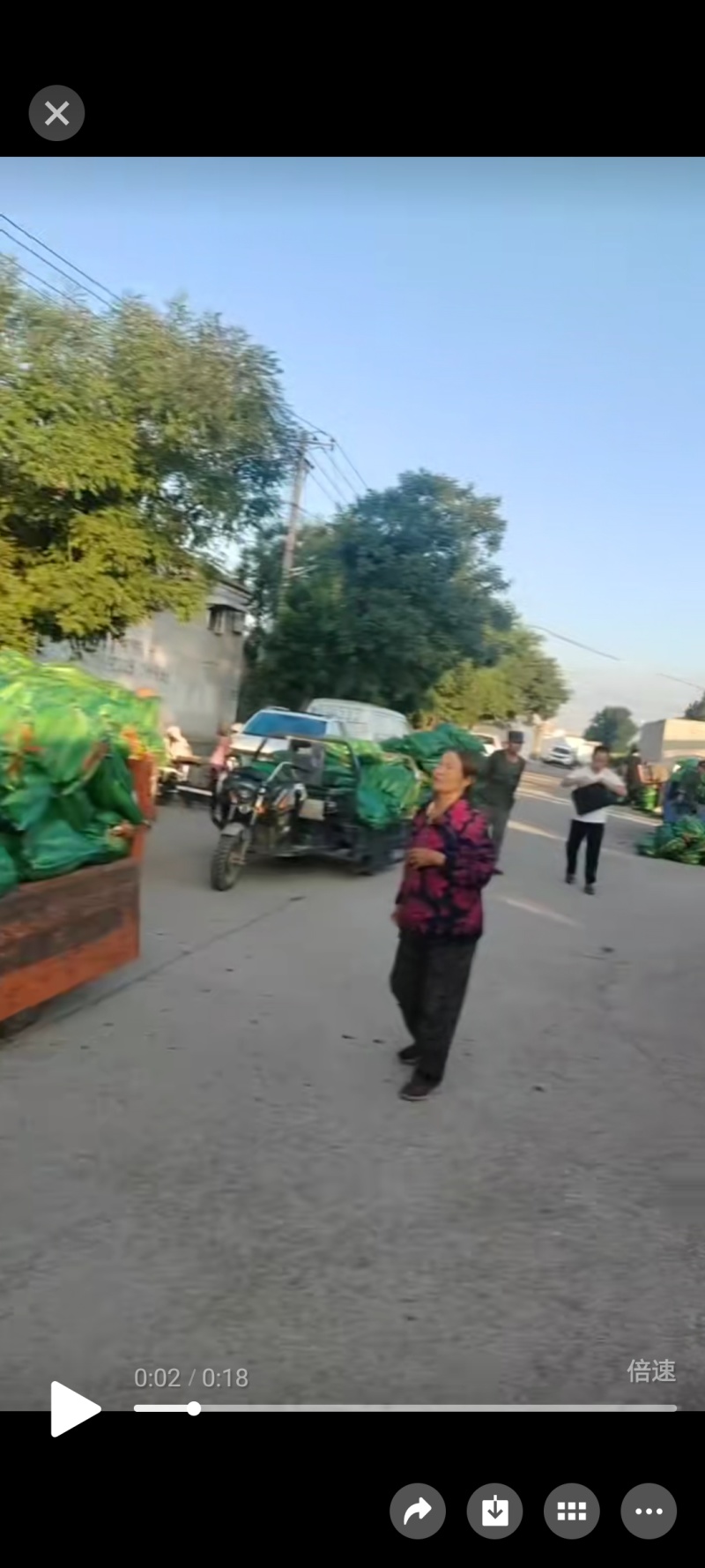 小黄黏，大黄黏，河北黏玉米，阳原黏玉米，怀安黏玉米，蔚县