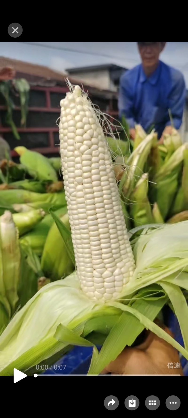 小黄黏，大黄黏，河北黏玉米，阳原黏玉米，怀安黏玉米，蔚县