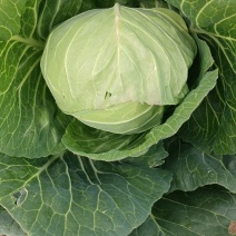 甘蓝，河北甘蓝，圆包菜，阳原圆包菜，蔚县甘蓝，