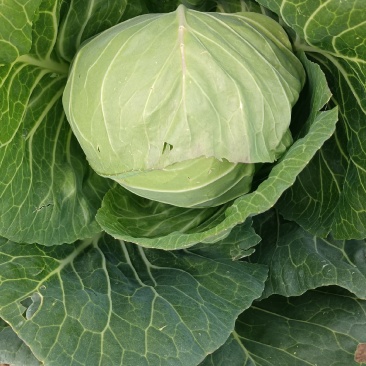 甘蓝，河北甘蓝，圆包菜，阳原圆包菜，蔚县甘蓝，