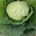 甘蓝，河北甘蓝，圆包菜，阳原圆包菜，蔚县甘蓝，