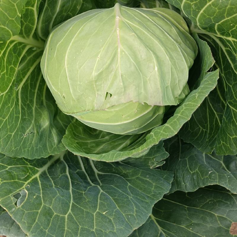 甘蓝，河北甘蓝，圆包菜，阳原圆包菜，蔚县甘蓝，