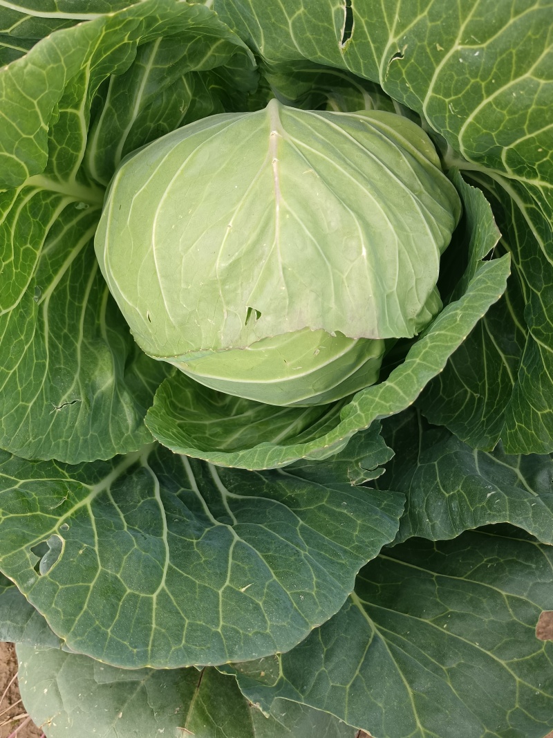 甘蓝，河北甘蓝，圆包菜，阳原圆包菜，蔚县甘蓝，