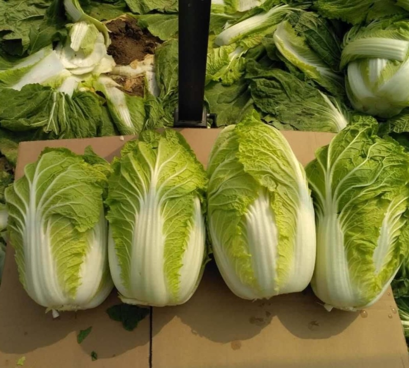 绿胜大白菜种子浅绿帮高产抗病耐贮耐运新上市冬储好吃菜蔬菜