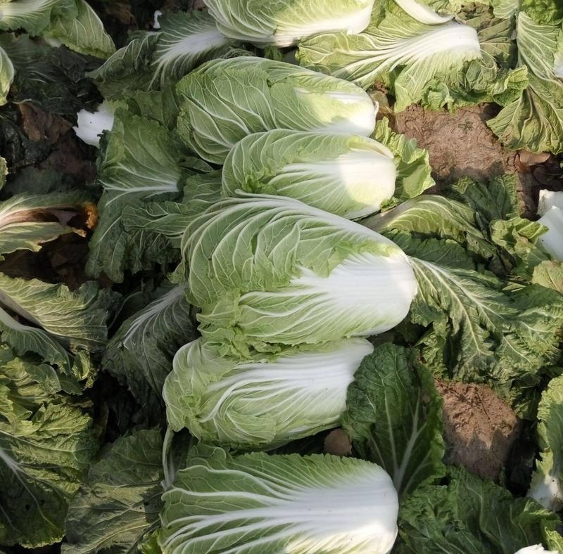绿胜大白菜种子浅绿帮高产抗病耐贮耐运新上市冬储好吃菜蔬菜