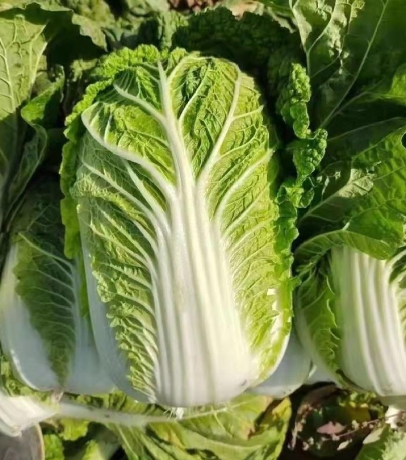 绿胜大白菜种子浅绿帮高产抗病耐贮耐运新上市冬储好吃菜蔬菜