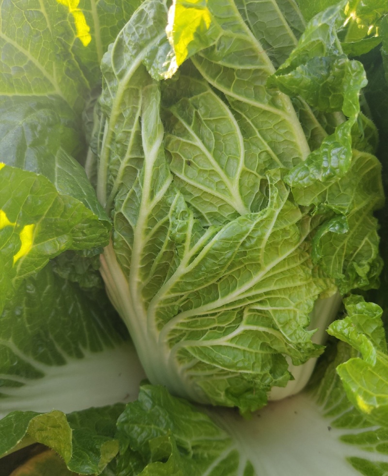 绿胜大白菜种子浅绿帮高产抗病耐贮耐运新上市冬储好吃菜蔬菜