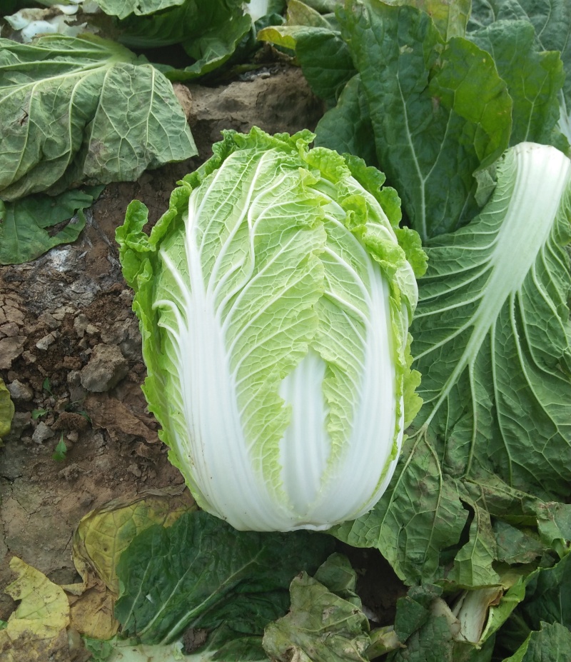 绿胜大白菜种子浅绿帮高产抗病耐贮耐运新上市冬储好吃菜蔬菜