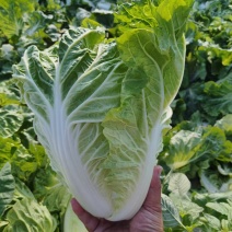 夏阳白菜