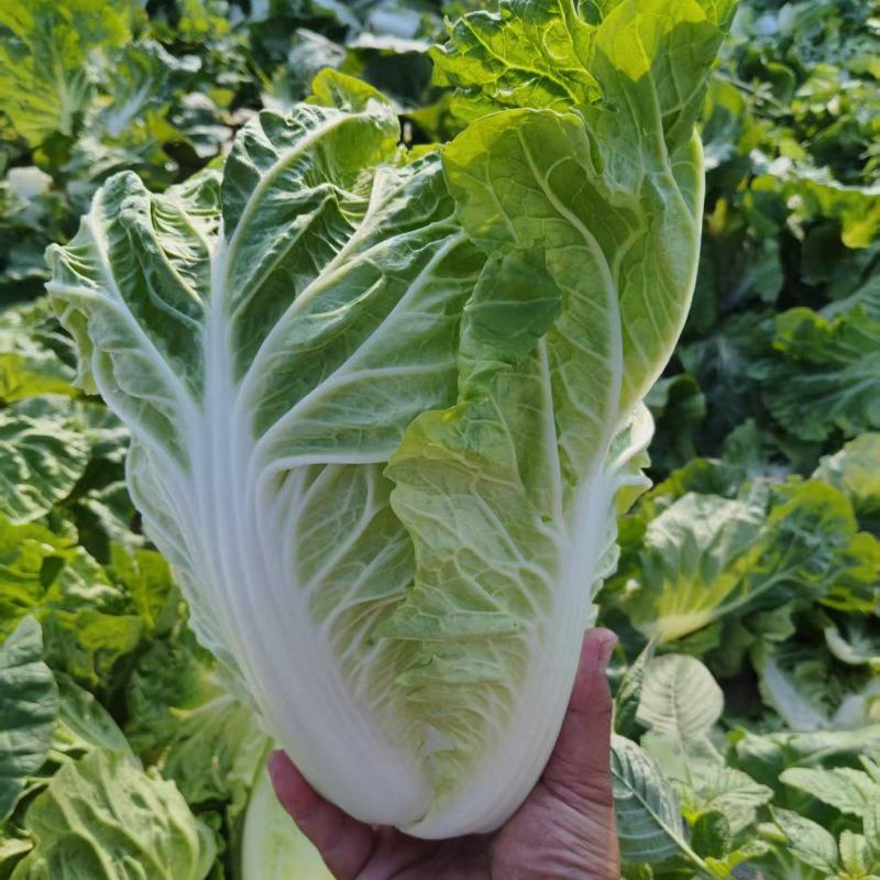 夏阳白菜