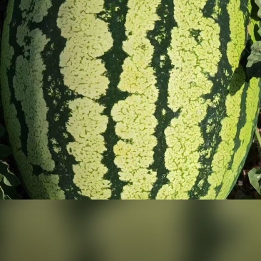 石头地的硒砂瓜