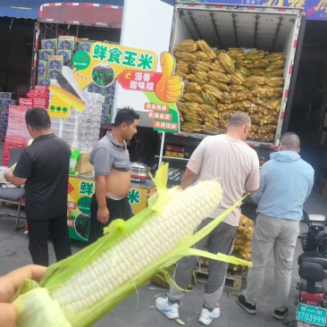 市面上**端的鲜食玉米，甜糯同粒，真正一款比西瓜还甜的黏玉米