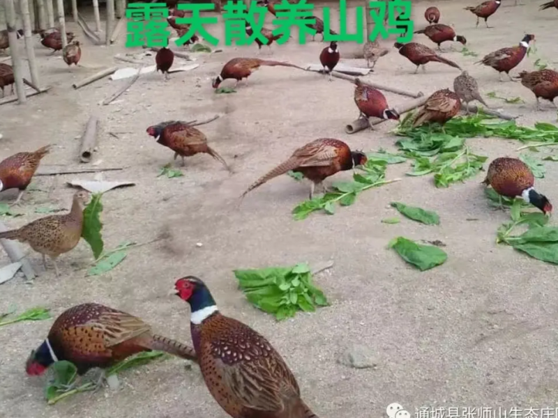 山鸡-纯露天散养-五谷杂粮喂养10个月以上
