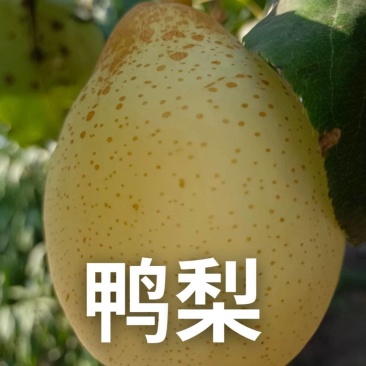 【平台力荐】河北皇冠梨规格齐全诚信经营代发全国