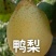 【平台力荐】河北皇冠梨规格齐全诚信经营代发全国
