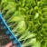 白菜苗黄心白菜苗现货现发大量供应品质保证