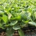 白菜苗黄心白菜苗现货现发大量供应品质保证