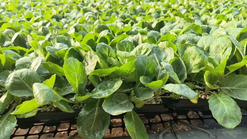 白菜苗黄心白菜苗现货现发大量供应品质保证