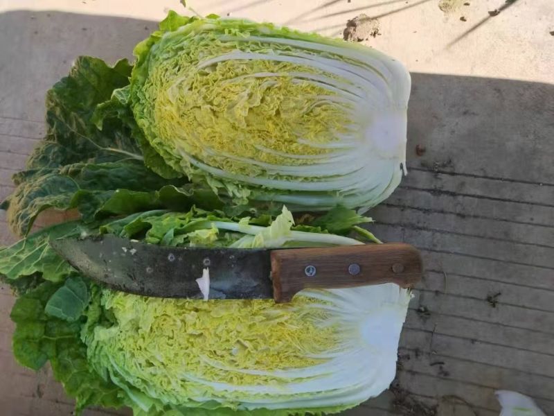 白菜苗黄心白菜苗现货现发大量供应品质保证