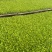 白菜苗黄心白菜苗现货现发大量供应品质保证