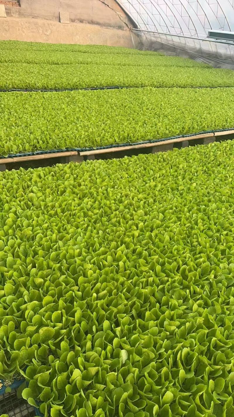 白菜苗黄心白菜苗现货现发大量供应品质保证