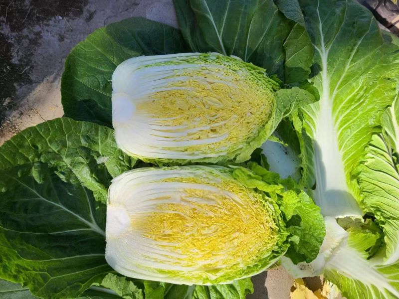 白菜苗黄心白菜苗现货现发大量供应品质保证