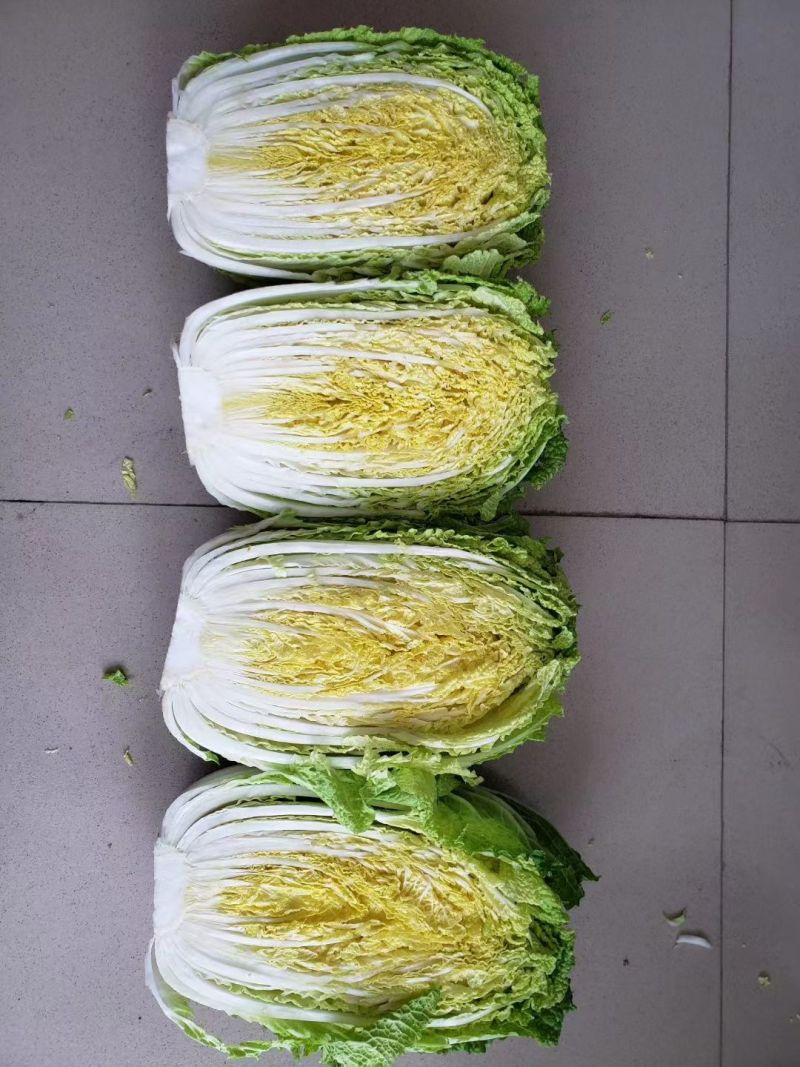 白菜苗黄心白菜苗现货现发大量供应品质保证