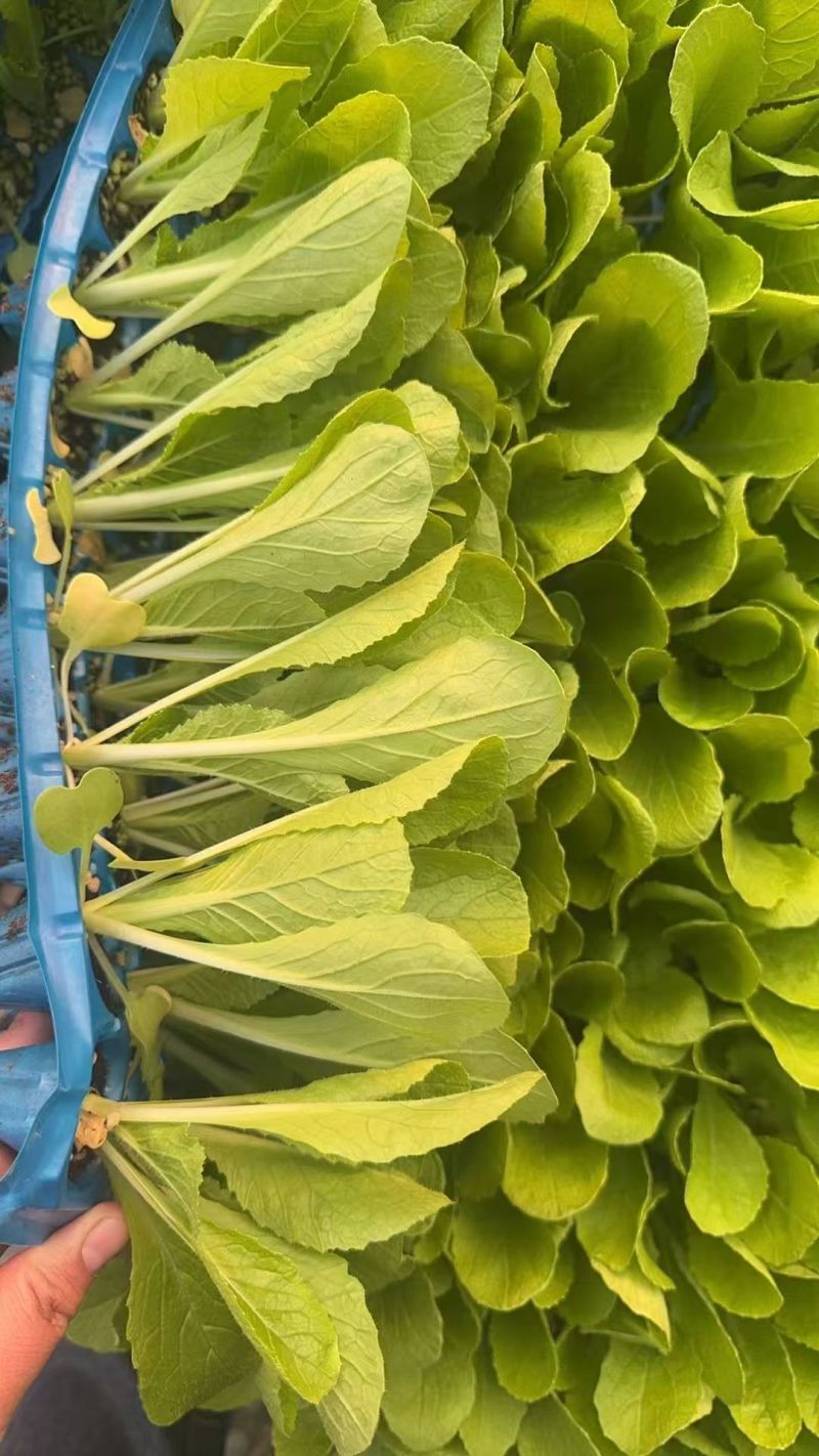 白菜苗黄心白菜苗现货现发大量供应品质保证
